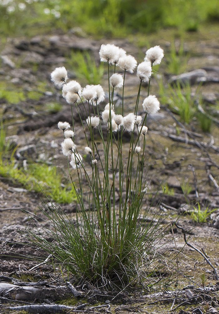 Изображение особи Eriophorum vaginatum.