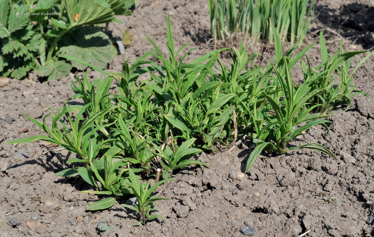 Изображение особи Nepeta nervosa.