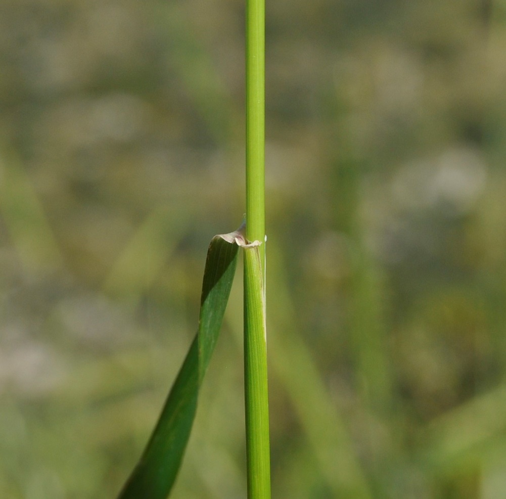 Изображение особи Hordeum bulbosum.