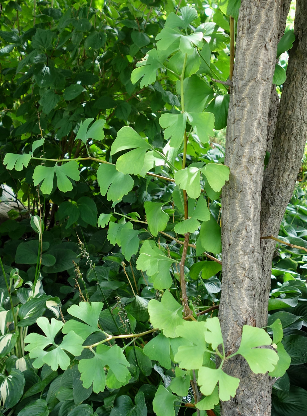 Image of Ginkgo biloba specimen.