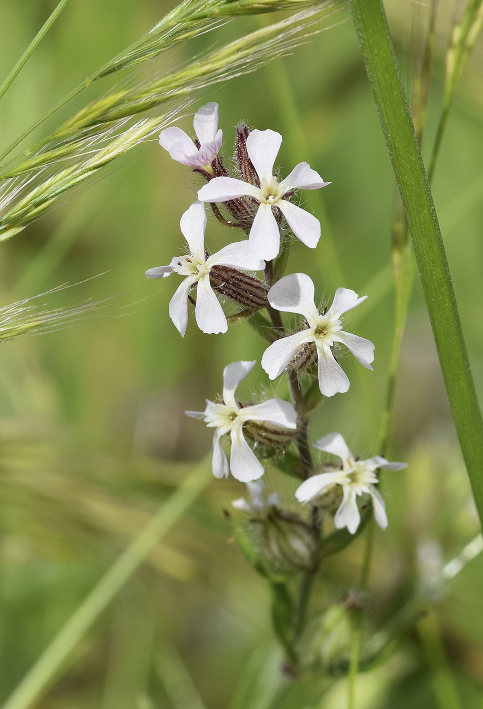 Изображение особи Silene gallica.