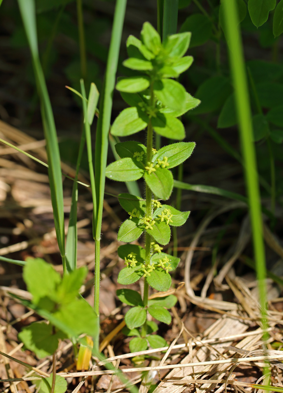 Image of Cruciata krylovii specimen.