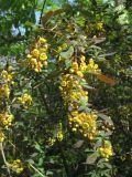 Berberis vulgaris форма atropurpurea