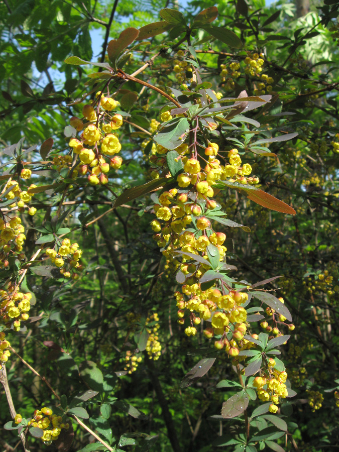 Изображение особи Berberis vulgaris f. atropurpurea.