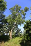 Betula platyphylla. Взрослое дерево. Приморский край, окр. г. Владивосток, п-ов Муравьёва-Амурского, опушка широколиственного леса на берегу моря. 03.06.2020.