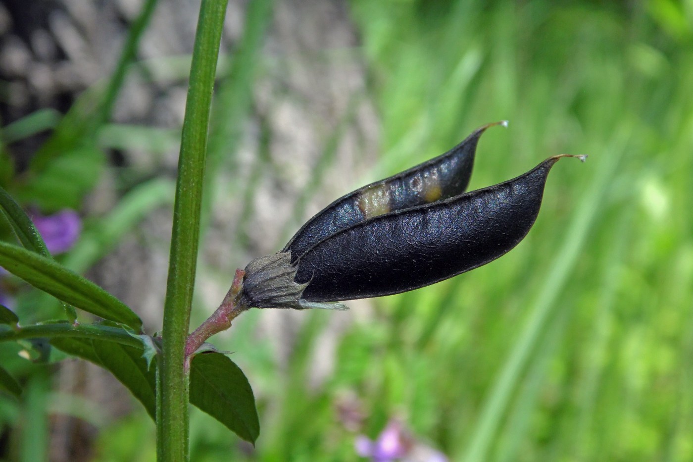 Image of Vicia sepium specimen.