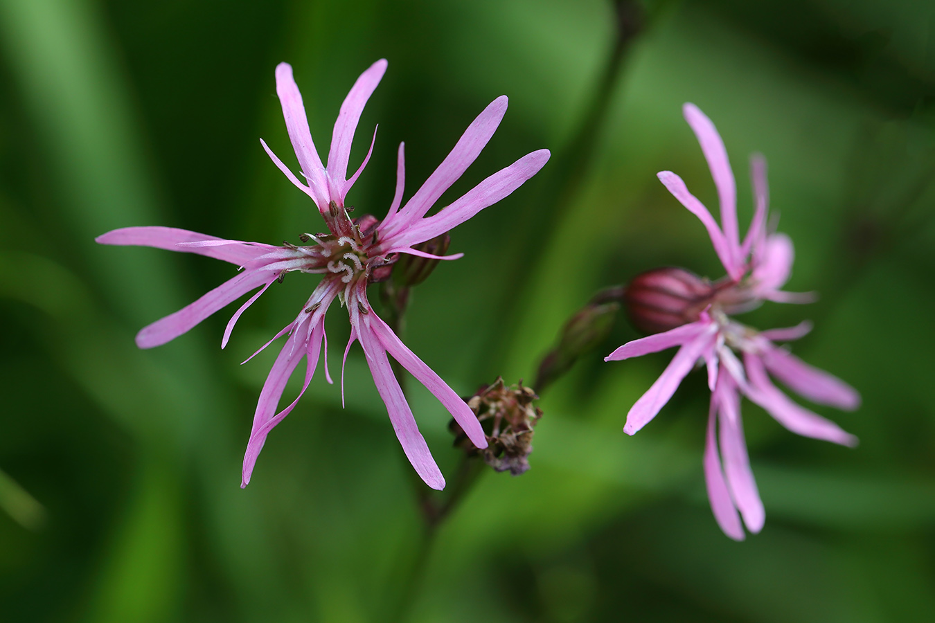 Изображение особи Coccyganthe flos-cuculi.