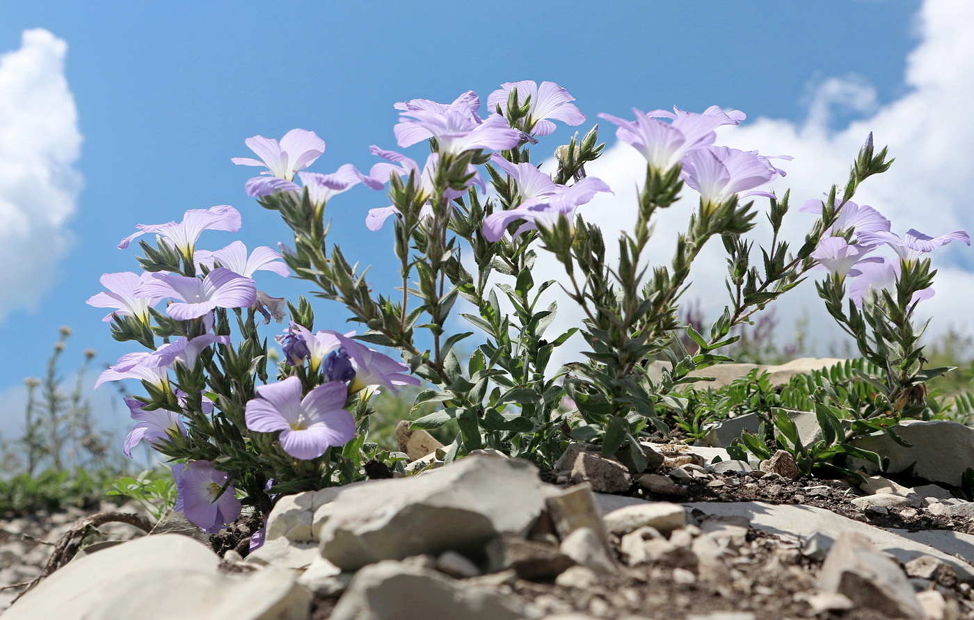 Изображение особи Linum lanuginosum.