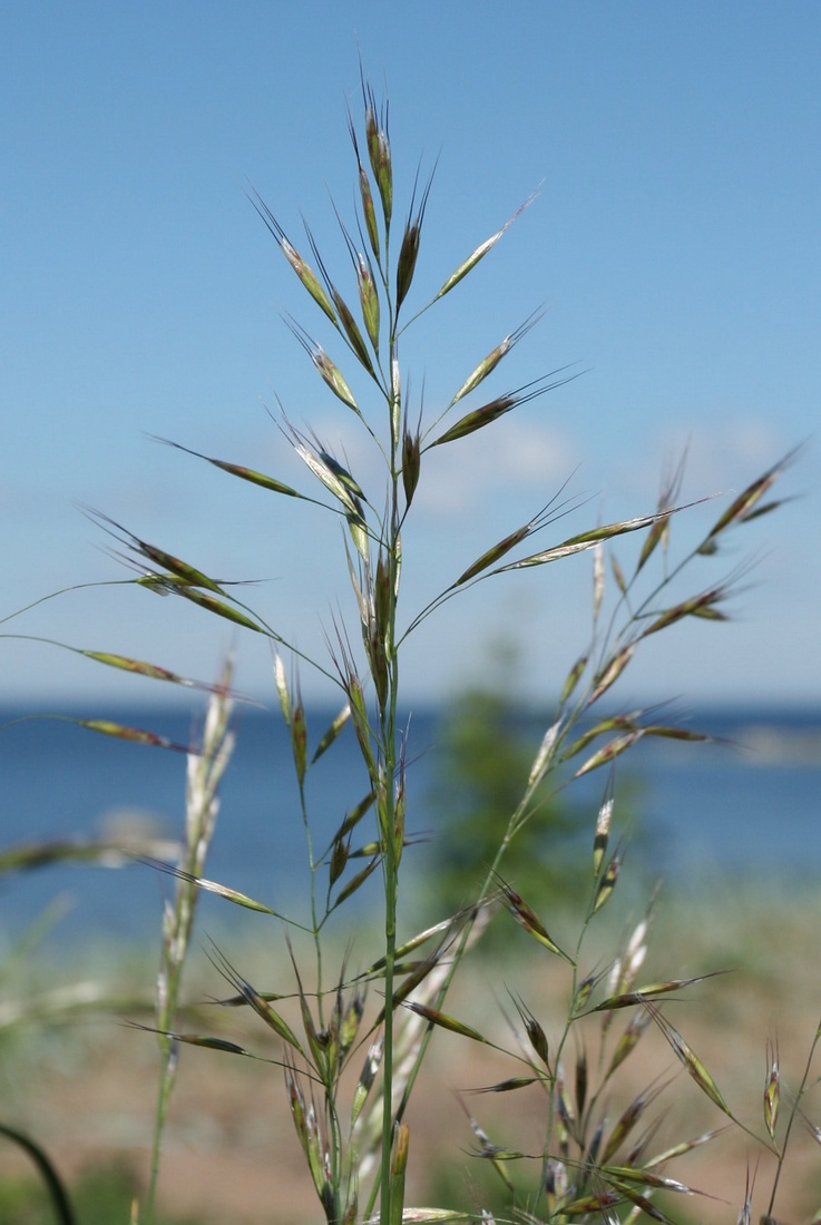 Изображение особи Helictotrichon pubescens.