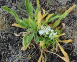 Silene viscosa