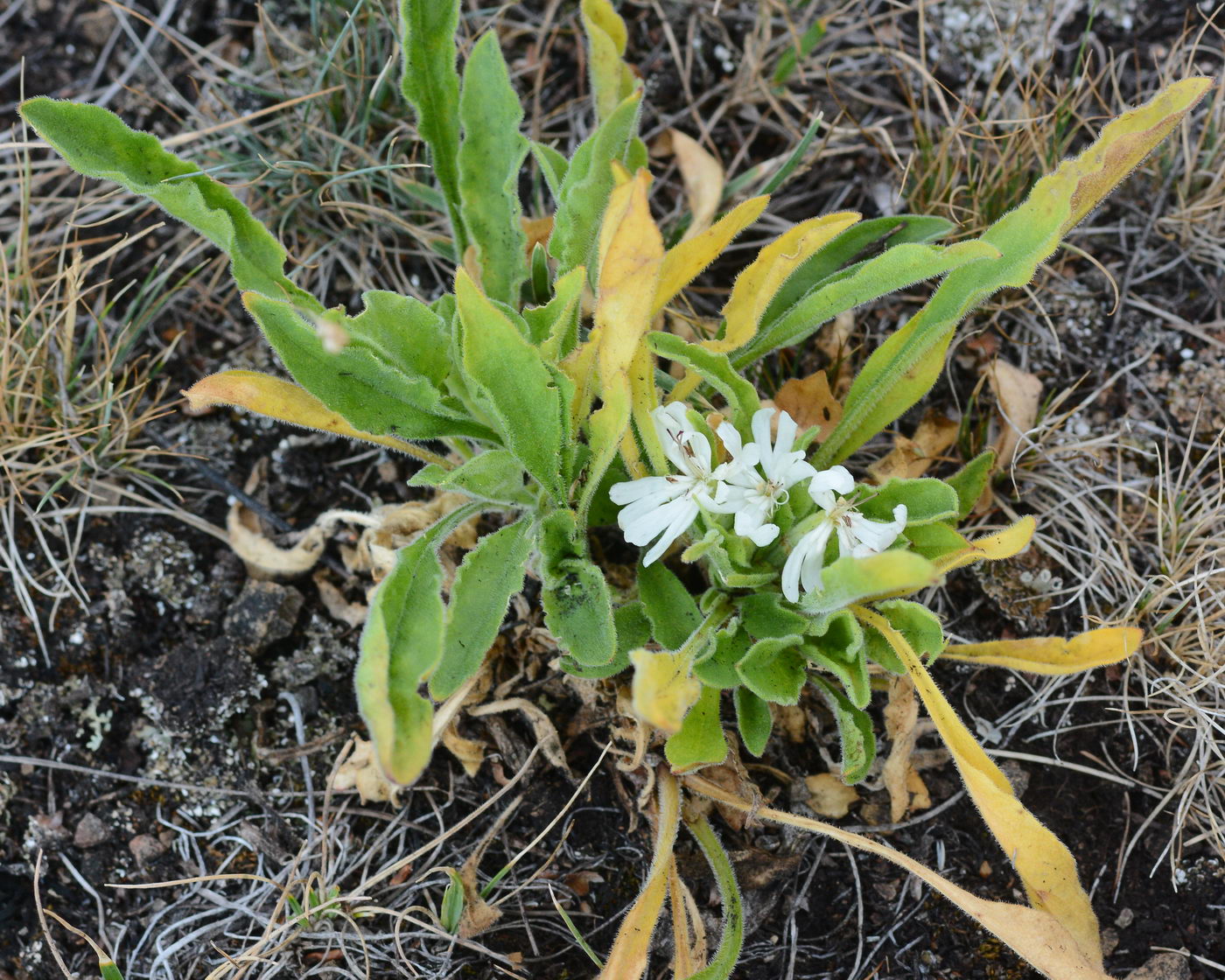 Image of Silene viscosa specimen.