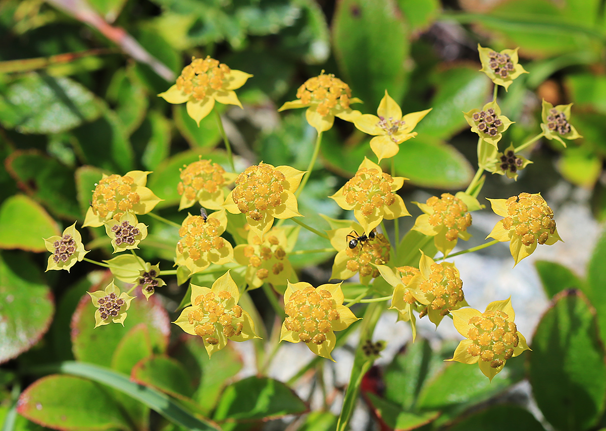 Image of Bupleurum euphorbioides specimen.