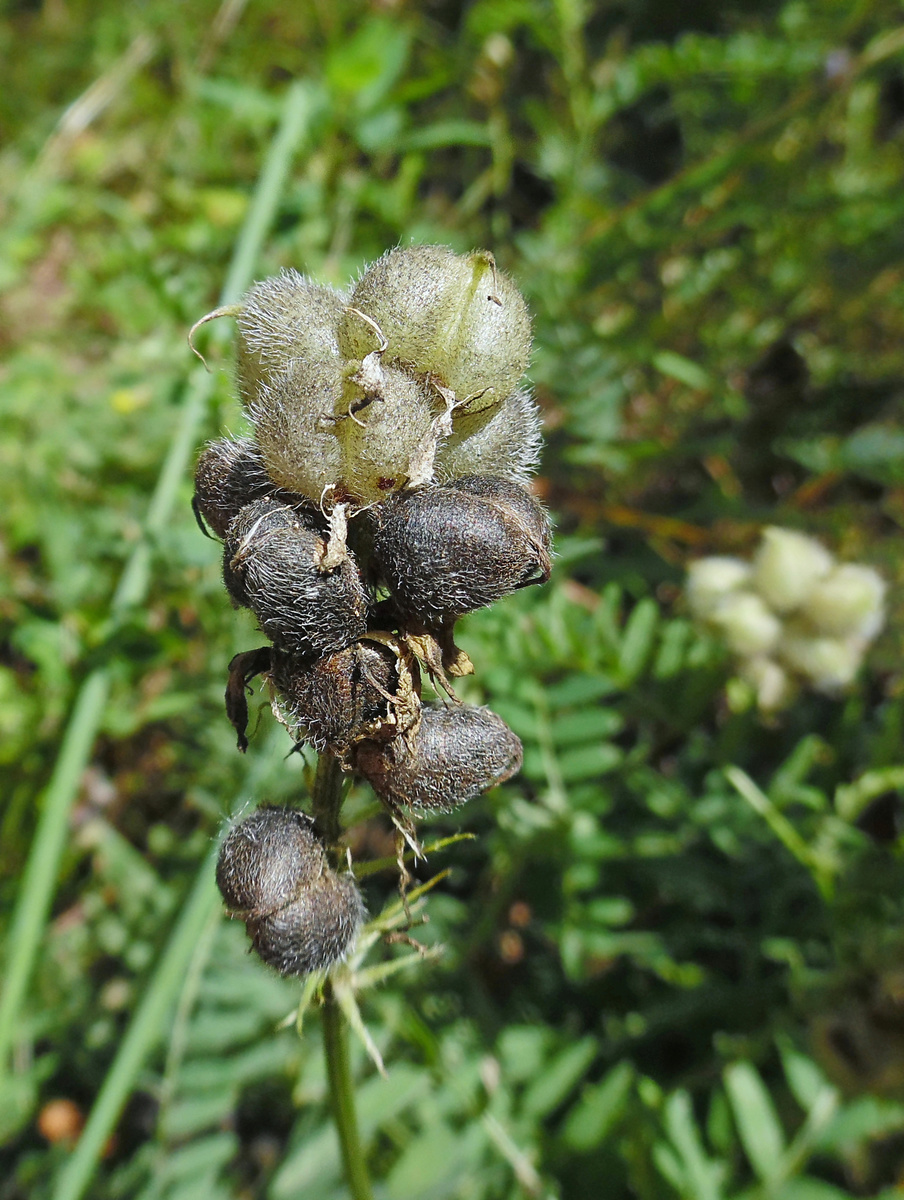 Изображение особи Astragalus cicer.