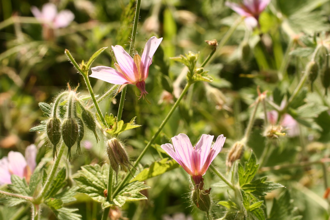 Image of Geranium aristatum specimen.