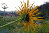 Inula magnifica. Соцветие с частью цветоноса. Республика Адыгея, Майкопский р-н, Кавказский биосферный заповедник, восточное подножие горы Фишт, территория туристского приюта \"Фишт\", выс. ок. 1590 м н.у.м., высокотравный луг. 01.08.2020.