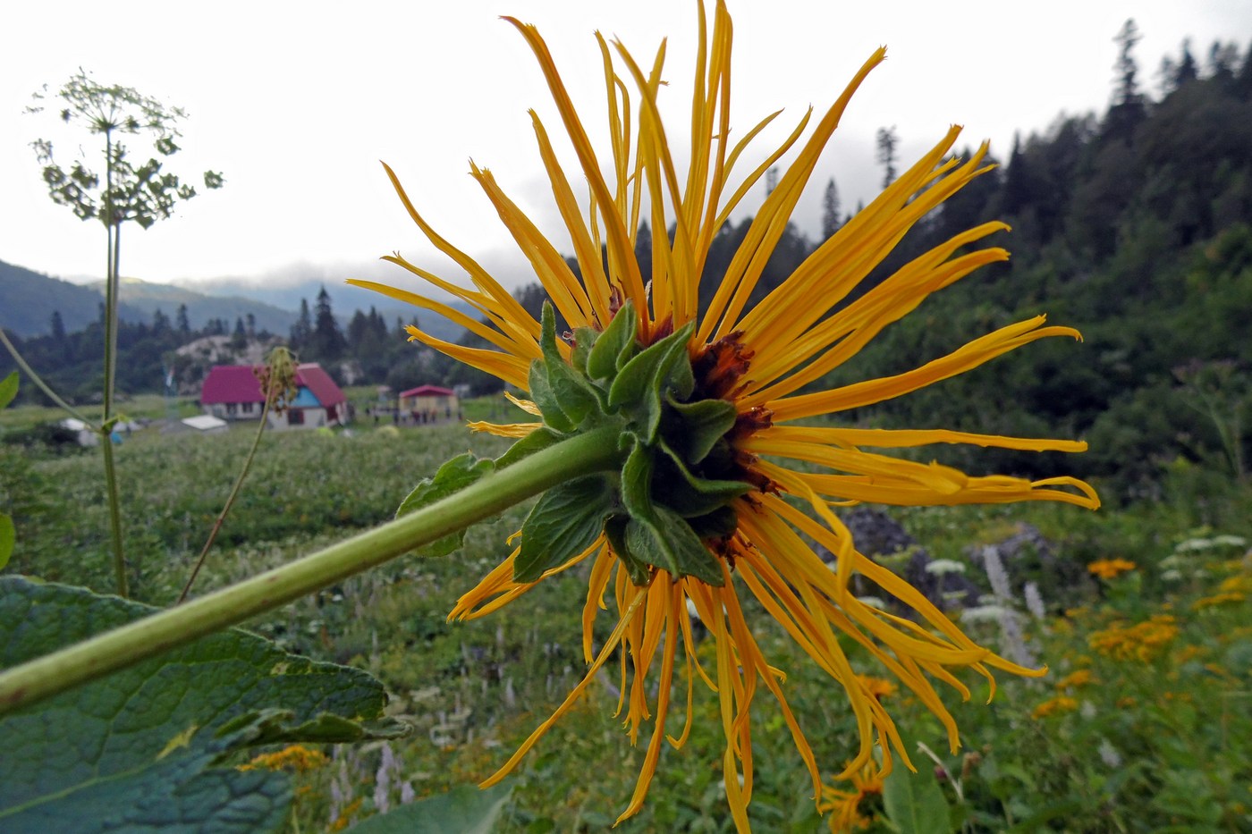 Изображение особи Inula magnifica.