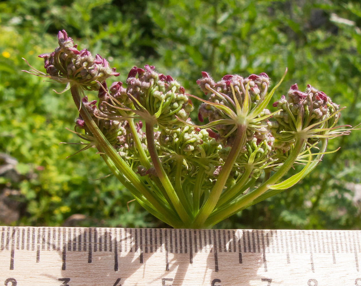 Изображение особи Heracleum scabrum.