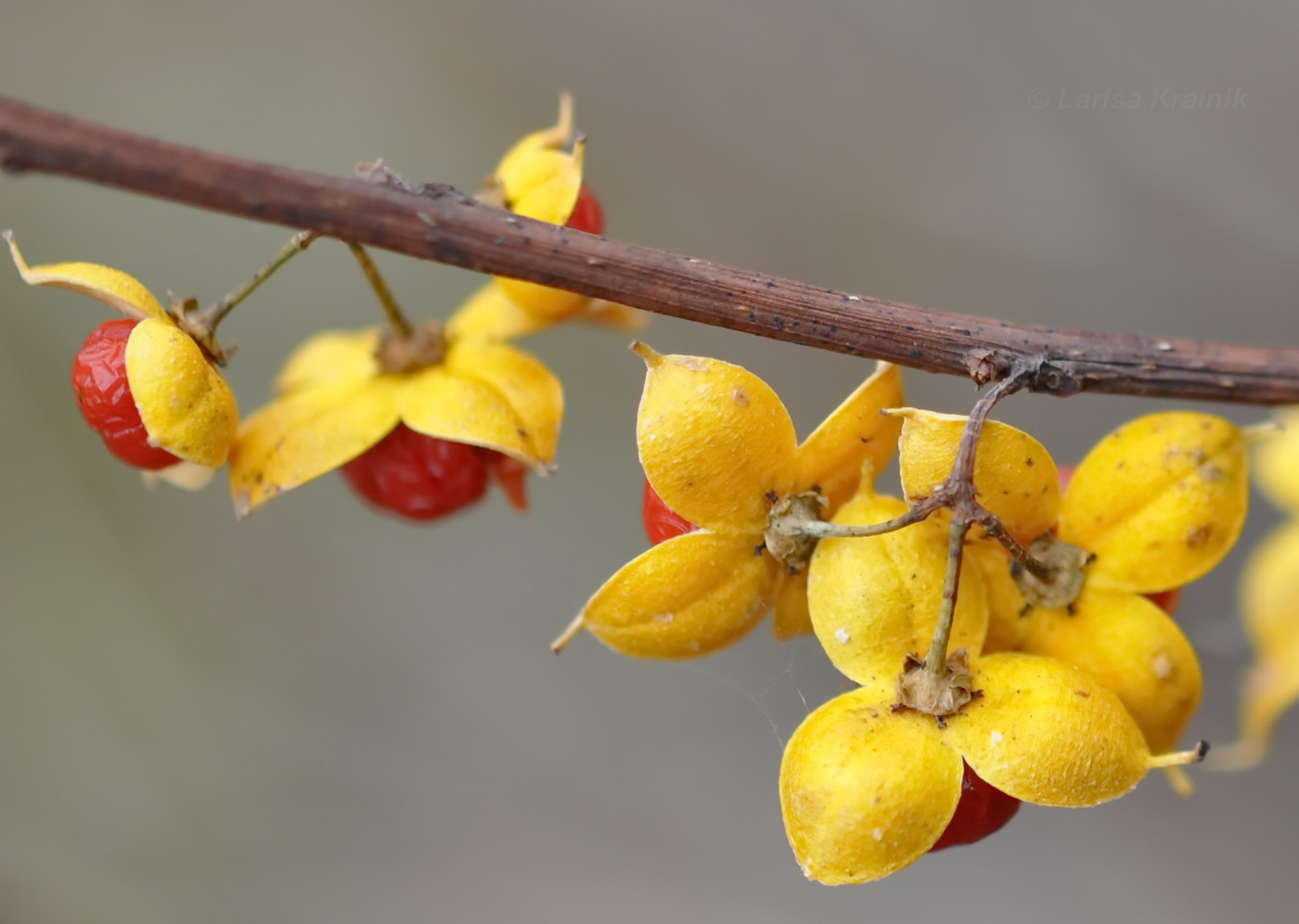 Изображение особи Celastrus orbiculata.