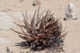 Aloe asperifolia