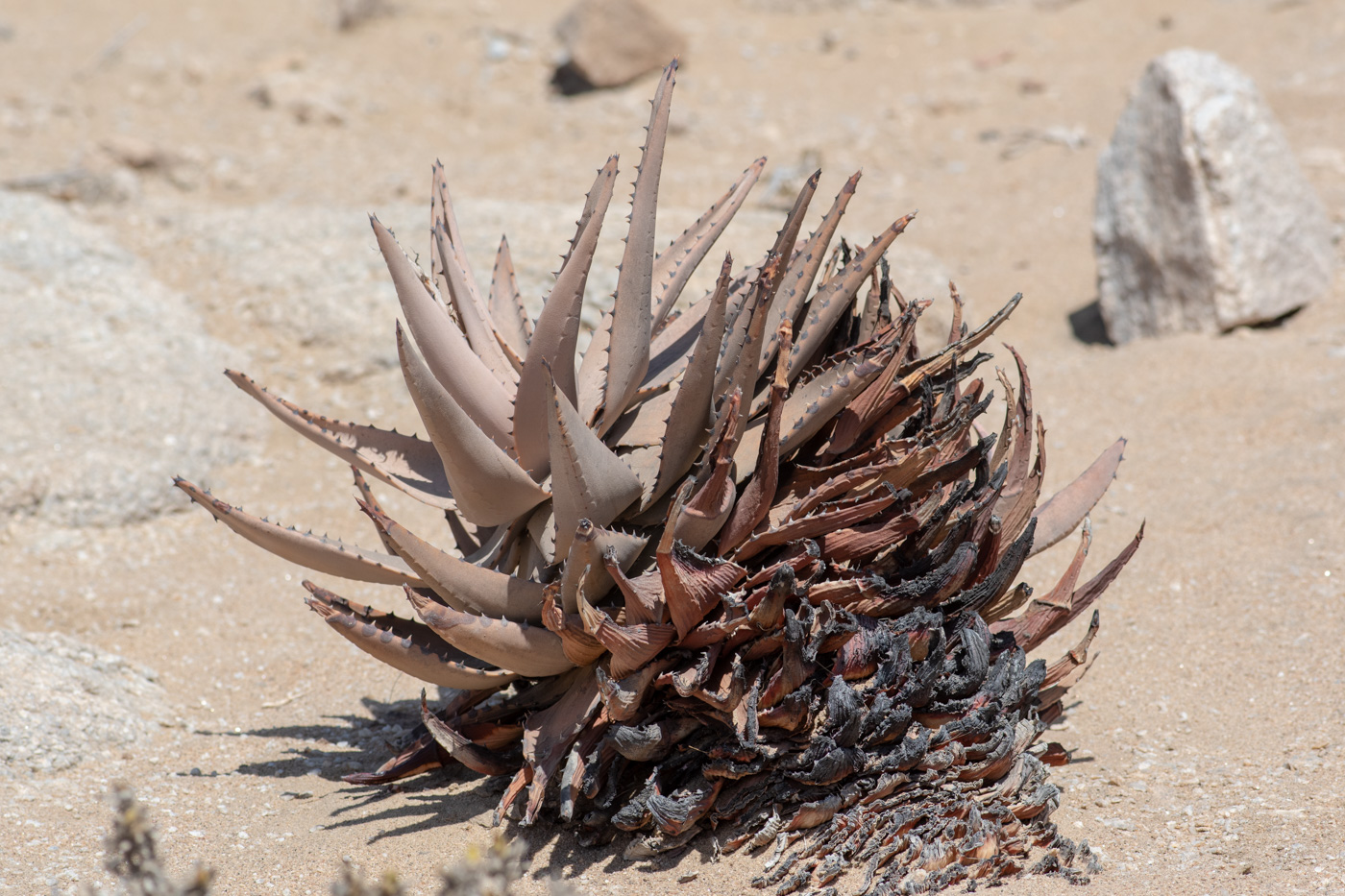 Изображение особи Aloe asperifolia.