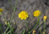 Scorzoneroides autumnalis