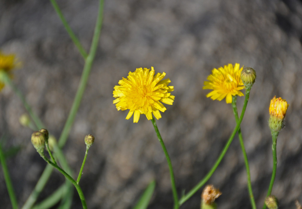 Изображение особи Scorzoneroides autumnalis.