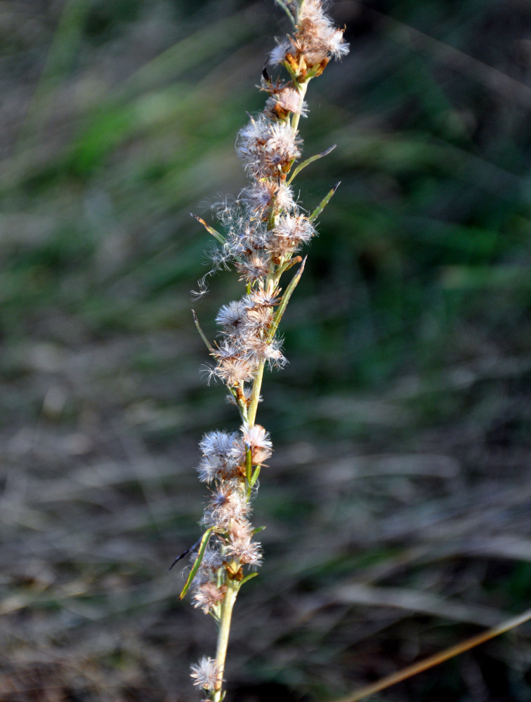 Изображение особи Omalotheca sylvatica.