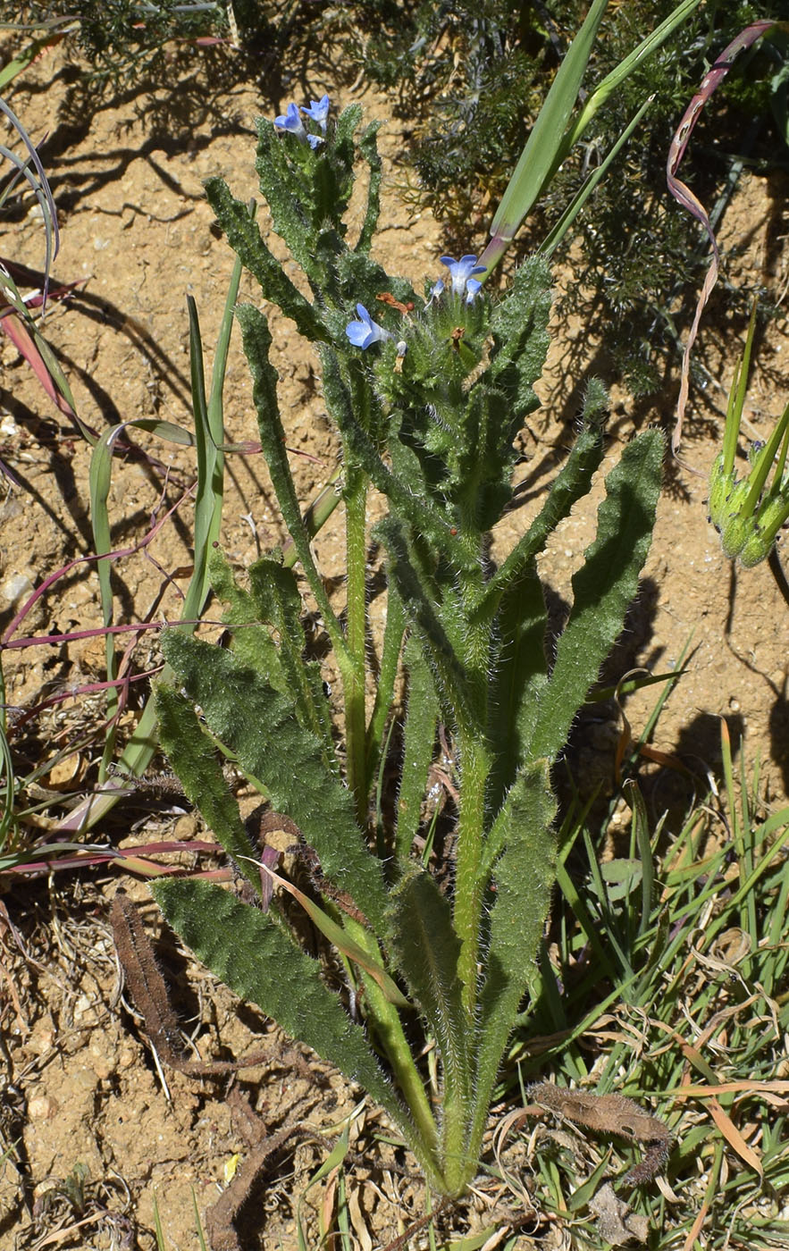 Image of Lycopsis arvensis specimen.