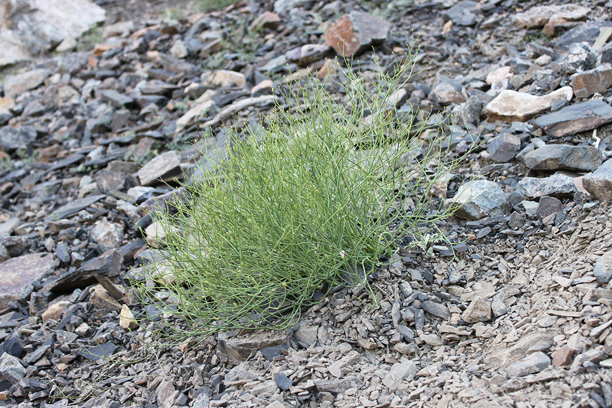 Изображение особи Cephalorrhynchus polycladus.