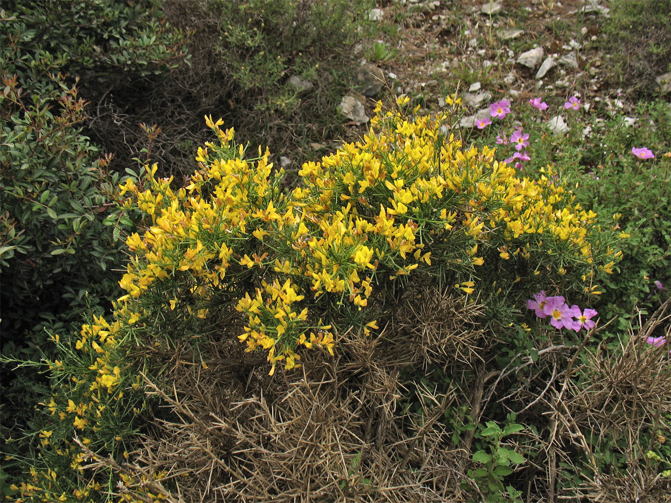 Изображение особи Genista acanthoclada.