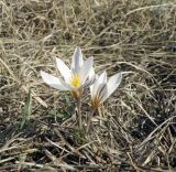 Crocus reticulatus. Цветущие растения среди полегших злаков. Краснодарский край, Кущёвский р-н, склоны урочища Бугелы. 14.03.2021.