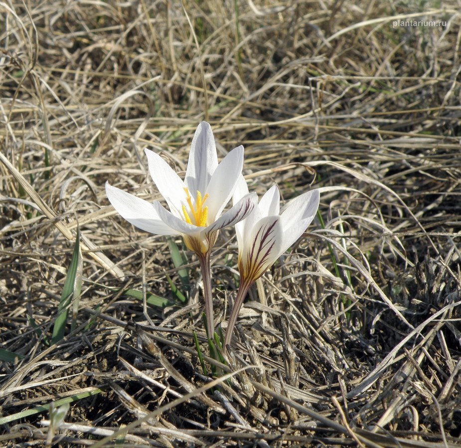 Image of Crocus reticulatus specimen.