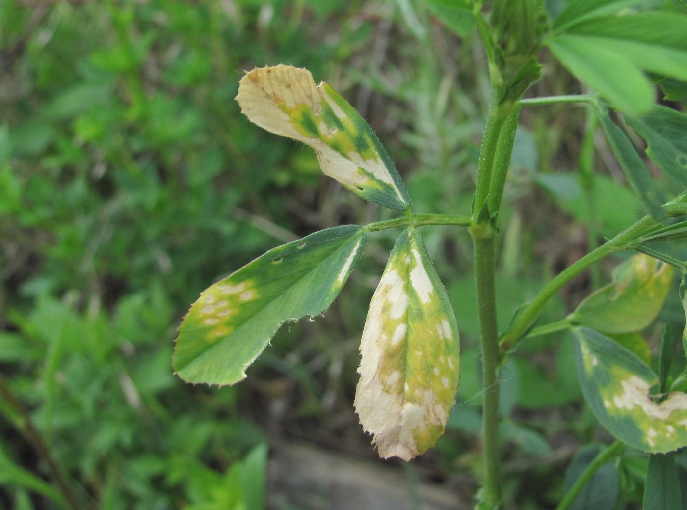 Изображение особи Melilotus officinalis.