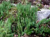 Lycopodium annotinum. Спороносящее растение в еловом лесу. Украина, Ивано-Франковская обл., Надворнянский р-н, природный заповедник \"Горганы\", ур. Джурджинец. 27 августа 2010 г.