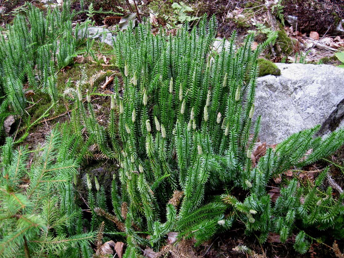 Изображение особи Lycopodium annotinum.