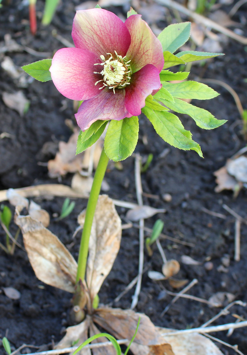 Image of Helleborus orientalis specimen.