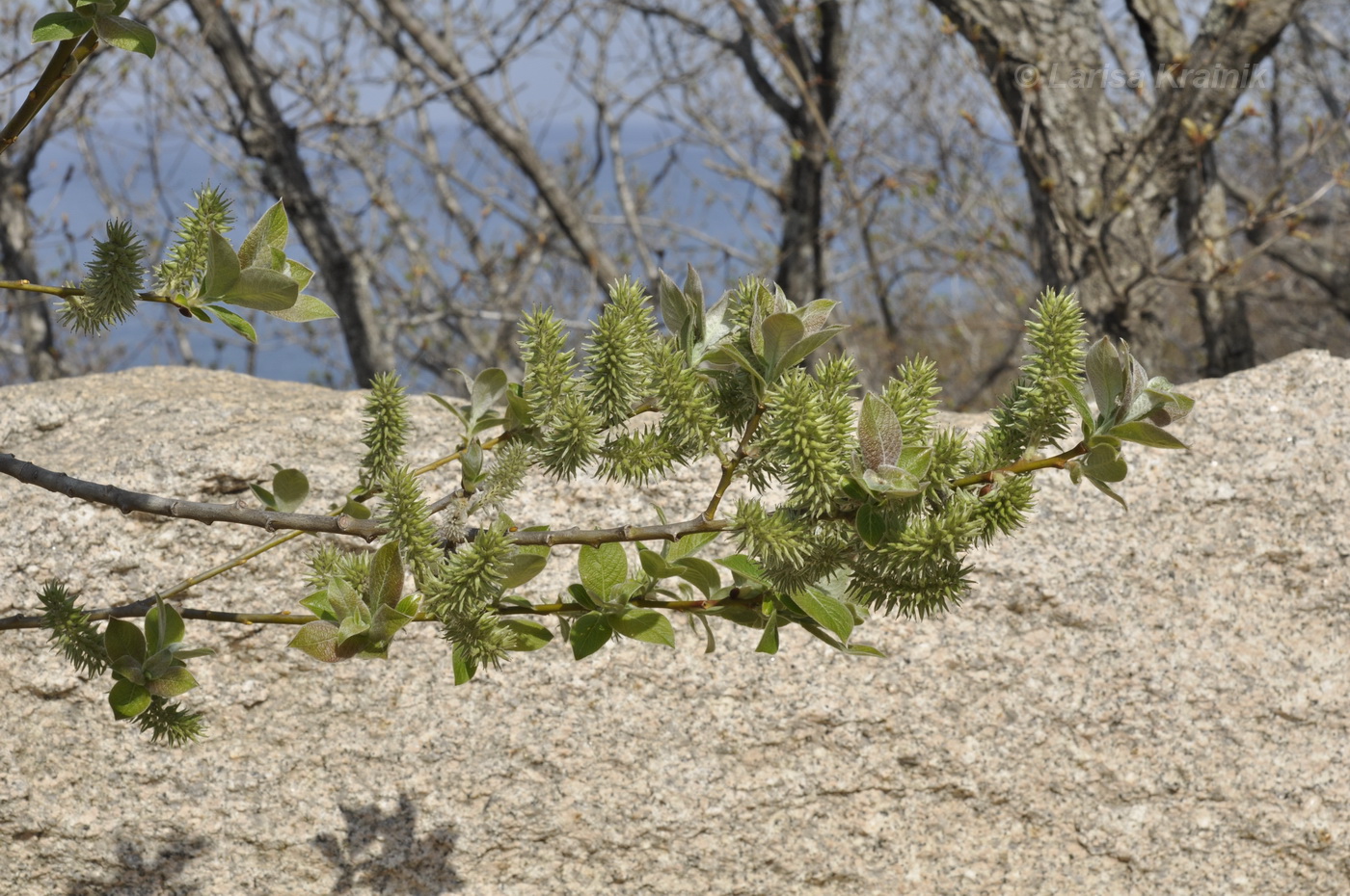 Image of Salix caprea specimen.