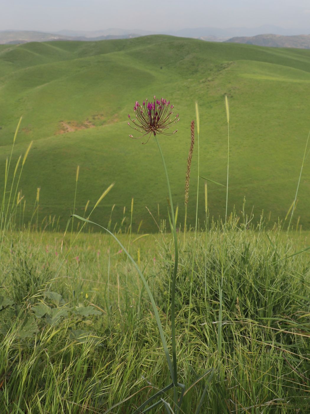 Изображение особи Allium longiradiatum.