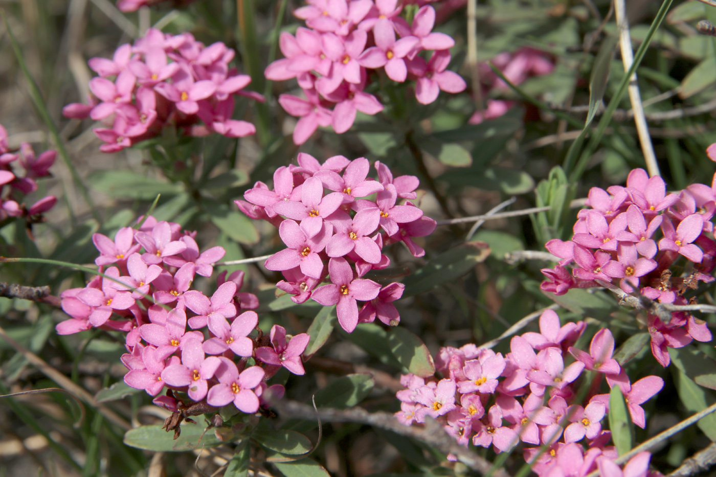 Image of Daphne cneorum specimen.