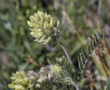 Oxytropis pilosa