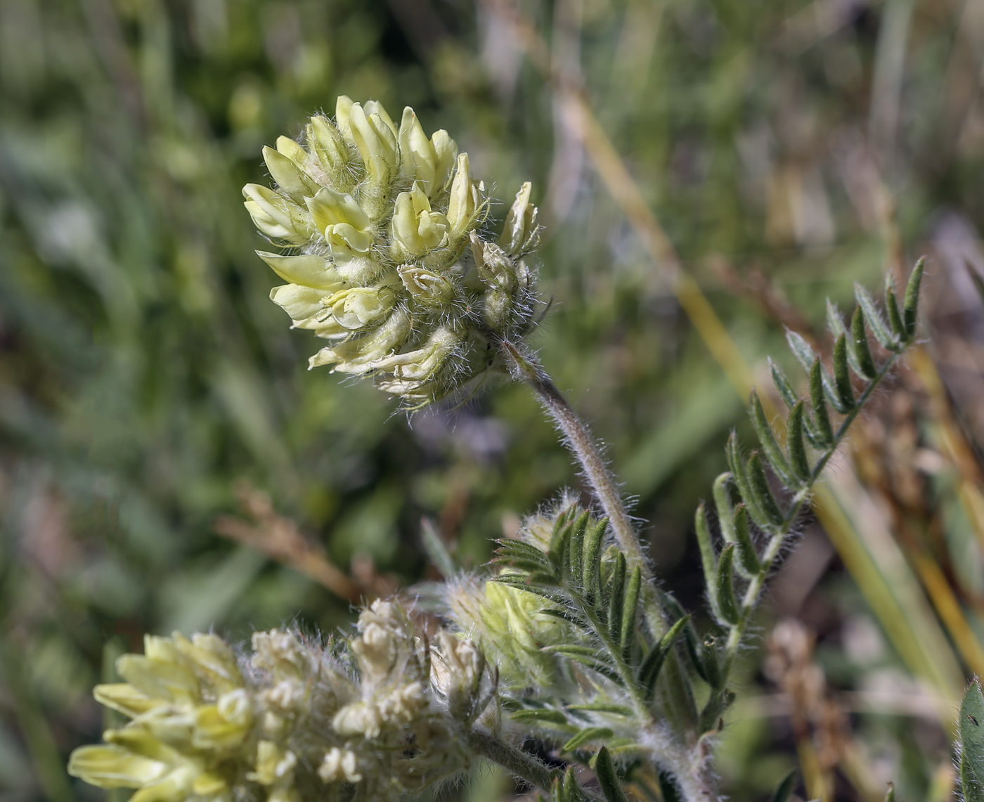 Image of Oxytropis pilosa specimen.