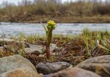 Petasites radiatus. Цветущее растение в каплях дождя. Челябинская обл., Троицкий р-н, Кособродское сельское поселение, окр. пос. Каменка, долина р. Уй, прибрежный галечник. 3 мая 2021 г.