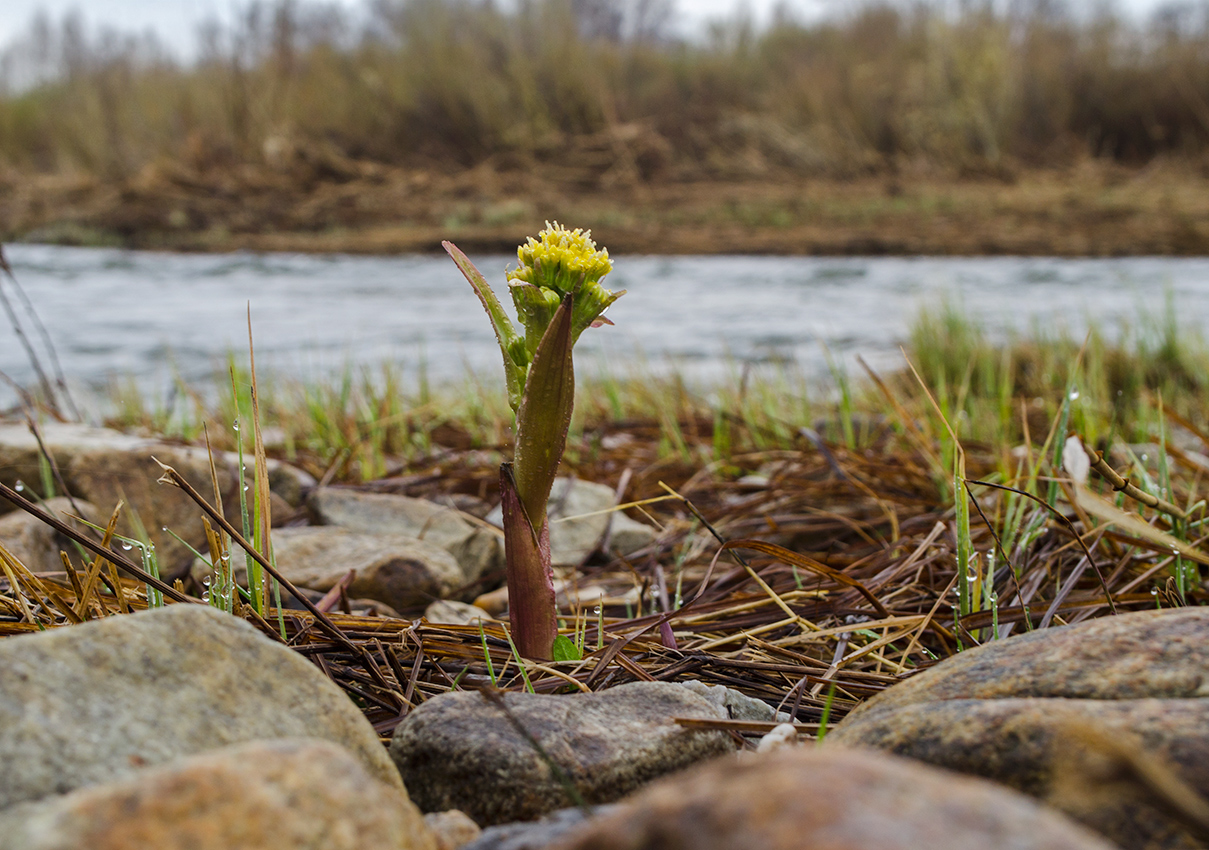 Изображение особи Petasites radiatus.