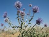 Echinops pubisquameus. Верхушка цветущего растения. Южный Казахстан, Жамбылская обл., пойма р. Асса, осоковая степь. 25 июня 2021 г.