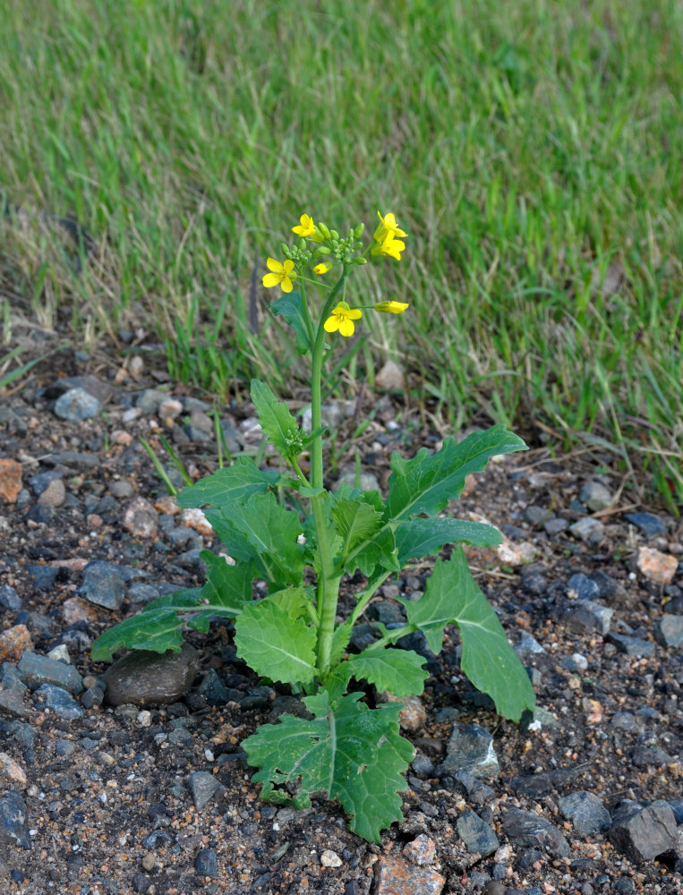 Изображение особи Brassica napus.