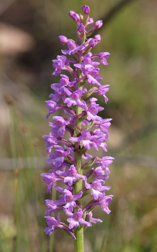 Image of Gymnadenia conopsea specimen.