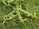 Sonchus palustris