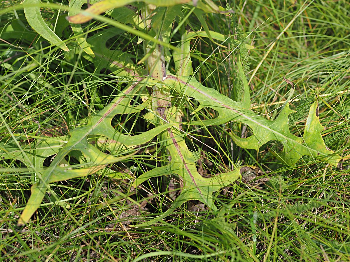 Изображение особи Sonchus palustris.