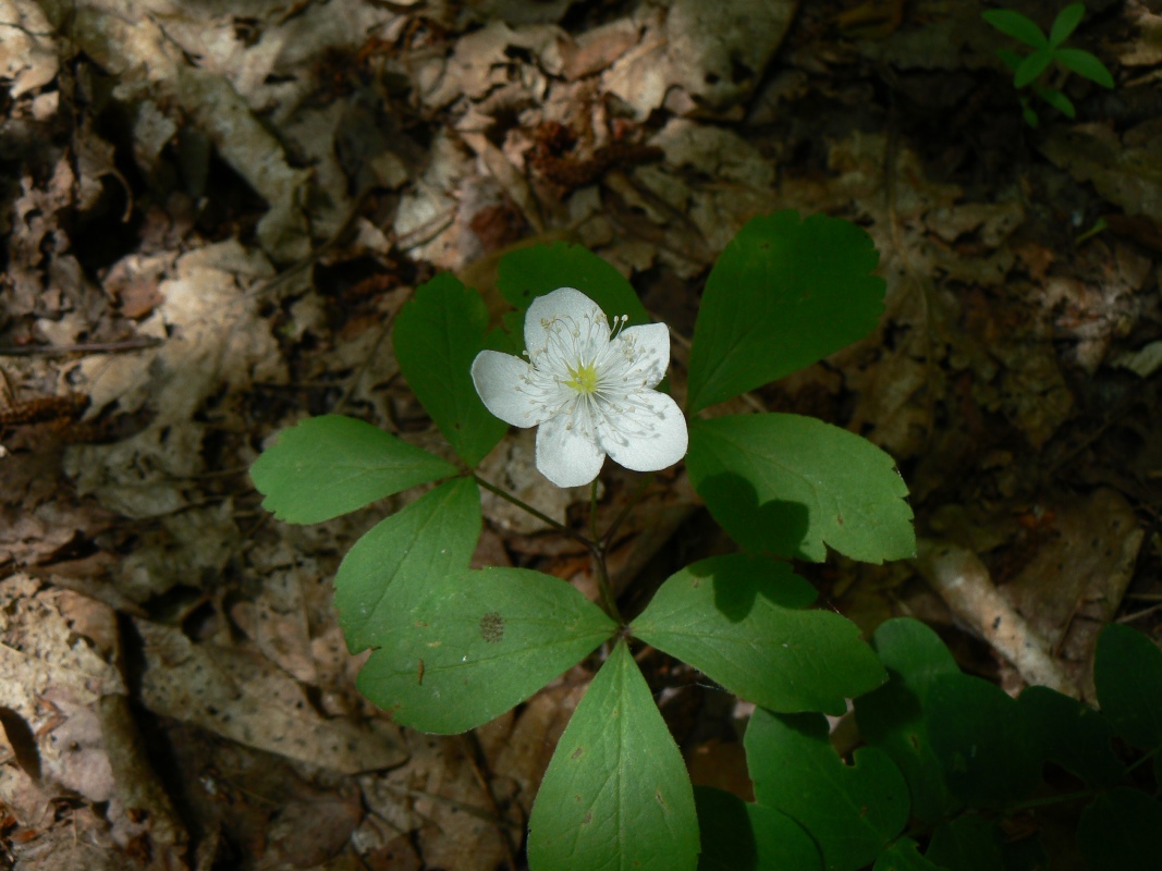 Изображение особи Anemone udensis.