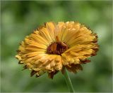 Calendula officinalis